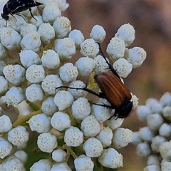 Phyllotocus rufipennis at Goulburn, NSW - 20 Nov 2024