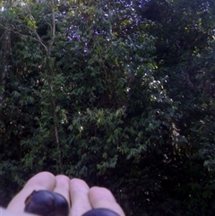 Prunus turneriana at Syndicate, QLD - 18 Oct 2014 03:16 PM