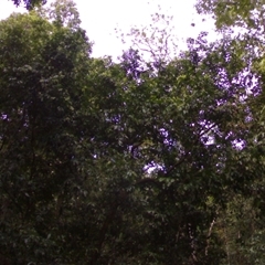 Prunus turneriana at Syndicate, QLD - 18 Oct 2014 03:16 PM