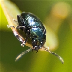 Arsipoda chrysis (Flea beetle) at Parkes, ACT - 20 Nov 2024 by Hejor1