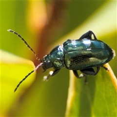 Arsipoda chrysis at Parkes, ACT - 20 Nov 2024