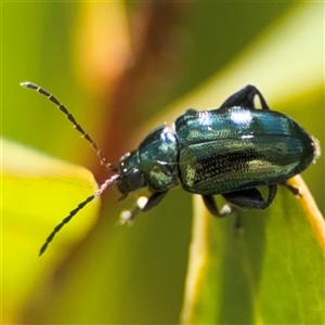 Arsipoda chrysis at Parkes, ACT - 20 Nov 2024