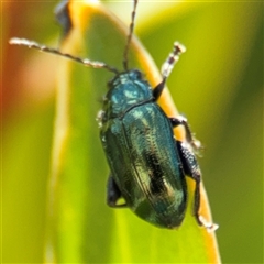 Arsipoda chrysis at Parkes, ACT - 20 Nov 2024