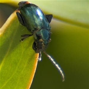 Arsipoda chrysis at Parkes, ACT - 20 Nov 2024