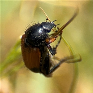 Phyllotocus sp. (genus) at Parkes, ACT - 20 Nov 2024