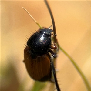 Phyllotocus sp. (genus) at Parkes, ACT - 20 Nov 2024