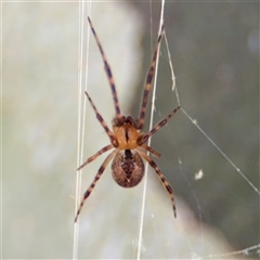 Cryptachaea veruculata (Diamondback comb-footed spider) at Russell, ACT - 20 Nov 2024 by Hejor1