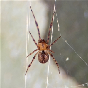 Cryptachaea veruculata at Russell, ACT by Hejor1