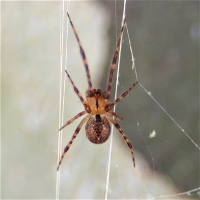 Cryptachaea veruculata (Diamondback comb-footed spider) at Russell, ACT - 20 Nov 2024 by Hejor1