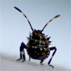 Pentatomidae (family) at Parkes, ACT by Hejor1