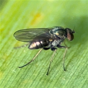 Dolichopodidae sp. (Family) at Parkes, ACT by Hejor1