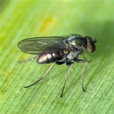 Dolichopodidae sp. (Family) at Parkes, ACT - 20 Nov 2024 by Hejor1