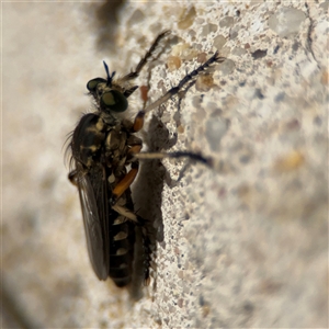 Thereutria amaraca (Spine-legged Robber Fly) at Russell, ACT by Hejor1