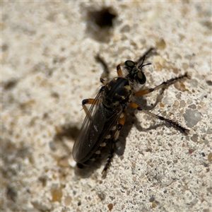 Thereutria amaraca at Russell, ACT - 20 Nov 2024 12:48 PM