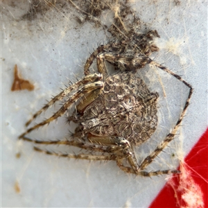 Dolophones sp. (genus) at Russell, ACT - 20 Nov 2024 12:50 PM