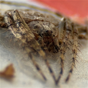 Dolophones sp. (genus) at Russell, ACT - 20 Nov 2024