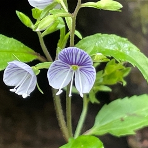 Veronica notabilis (Forest Speedwell) at Twelve Mile Peg, NSW by Clarel