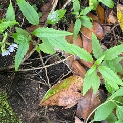 Veronica notabilis at Twelve Mile Peg, NSW - 16 Nov 2024