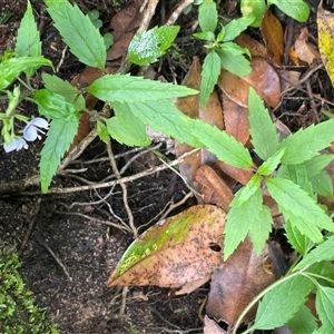 Veronica notabilis at Twelve Mile Peg, NSW - 16 Nov 2024