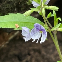 Veronica notabilis at Twelve Mile Peg, NSW - 16 Nov 2024