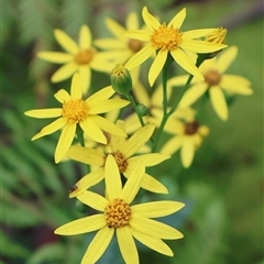 Unidentified Other Wildflower or Herb at Twelve Mile Peg, NSW - 16 Nov 2024 by Clarel