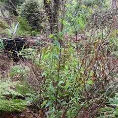 Lordhowea velleioides at Twelve Mile Peg, NSW - 16 Nov 2024 01:33 PM