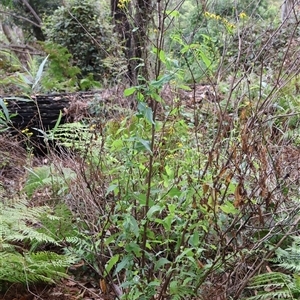 Lordhowea velleioides at Twelve Mile Peg, NSW - 16 Nov 2024 01:33 PM