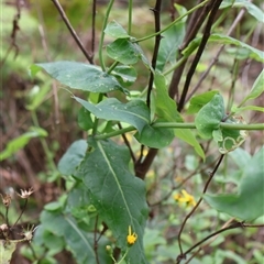 Lordhowea velleioides at Twelve Mile Peg, NSW - 16 Nov 2024 01:33 PM