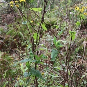 Lordhowea velleioides at Twelve Mile Peg, NSW - 16 Nov 2024 01:33 PM
