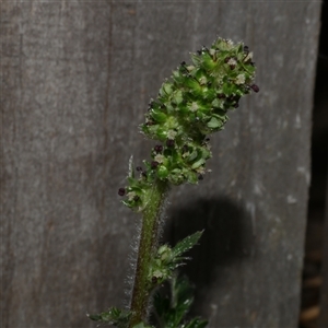 Acaena echinata at Freshwater Creek, VIC by WendyEM