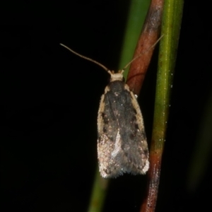 Hoplostega ochroma at Freshwater Creek, VIC - 12 Nov 2024 09:21 PM