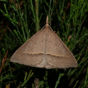 Epidesmia hypenaria (Long-nosed Epidesmia) at Freshwater Creek, VIC by WendyEM