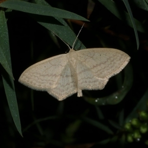 Scopula perlata at Freshwater Creek, VIC - 12 Nov 2024