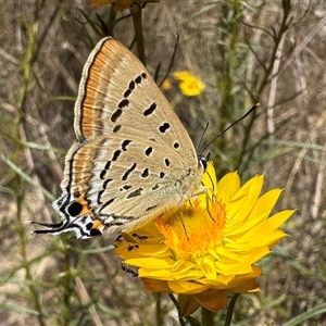 Jalmenus ictinus (Stencilled Hairstreak) at Hackett, ACT by Pirom