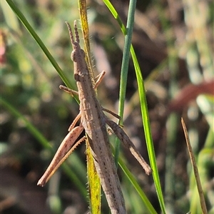 Keyacris scurra at Lake George, NSW - 20 Nov 2024