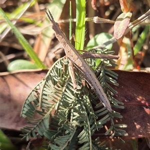 Keyacris scurra at Lake George, NSW - 20 Nov 2024