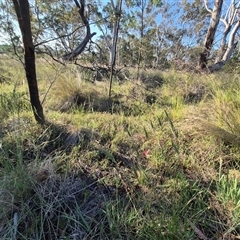 Keyacris scurra at Lake George, NSW - 20 Nov 2024