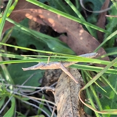 Keyacris scurra at Lake George, NSW - 20 Nov 2024