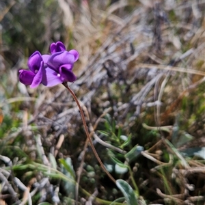 Swainsona behriana (Behr's Swainson-Pea) at Mount Clear, ACT by BethanyDunne