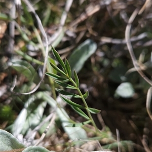 Swainsona behriana at Mount Clear, ACT - 20 Nov 2024