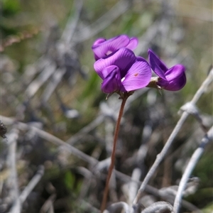 Swainsona behriana at Mount Clear, ACT - 20 Nov 2024