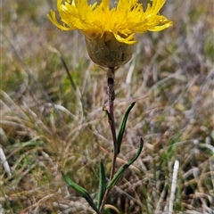 Podolepis jaceoides (Showy Copper-wire Daisy) at Mount Clear, ACT - 19 Nov 2024 by BethanyDunne