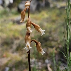 Gastrodia sesamoides (Cinnamon Bells) at Mount Clear, ACT - 20 Nov 2024 by BethanyDunne