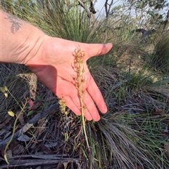 Unidentified Plant at Lake George, NSW - 20 Nov 2024 by clarehoneydove