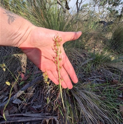 Unidentified Plant at Lake George, NSW - 20 Nov 2024 by clarehoneydove