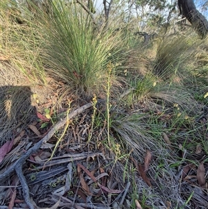 Bulbine bulbosa at Lake George, NSW - 20 Nov 2024 06:01 PM