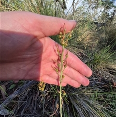 Bulbine bulbosa at Lake George, NSW - 20 Nov 2024