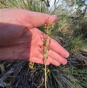 Bulbine bulbosa at Lake George, NSW - 20 Nov 2024 06:01 PM