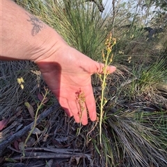 Bulbine bulbosa at Lake George, NSW - 20 Nov 2024 06:01 PM