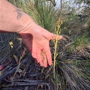 Bulbine bulbosa at Lake George, NSW - 20 Nov 2024 06:01 PM